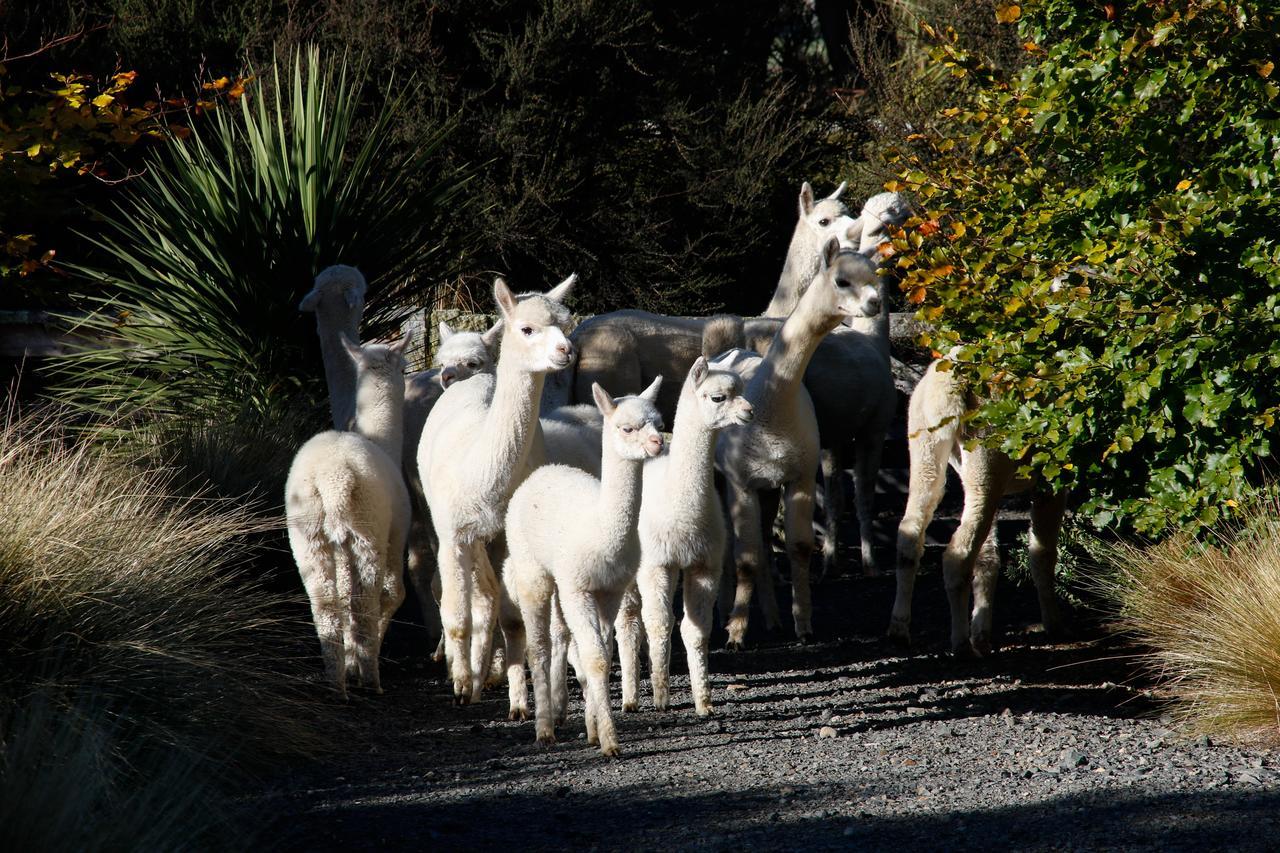 Alpaca Farmstay Dunedin Eksteriør bilde