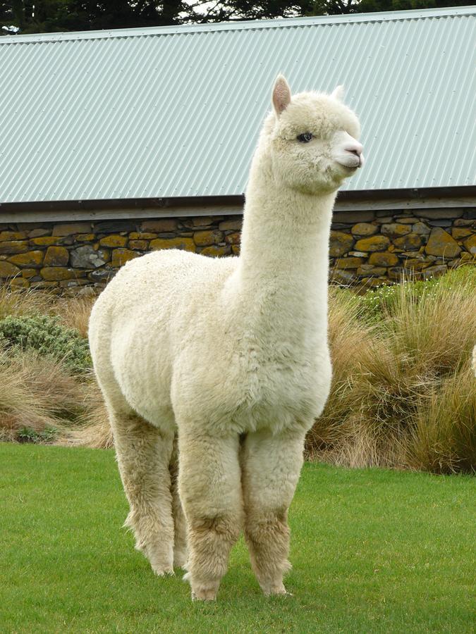 Alpaca Farmstay Dunedin Eksteriør bilde