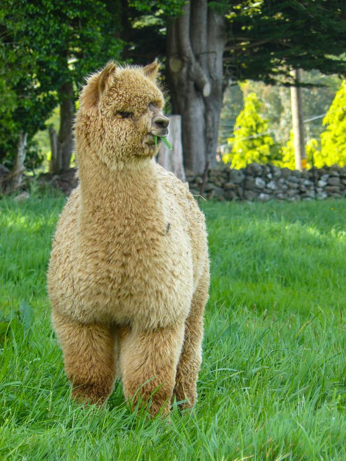 Alpaca Farmstay Dunedin Eksteriør bilde