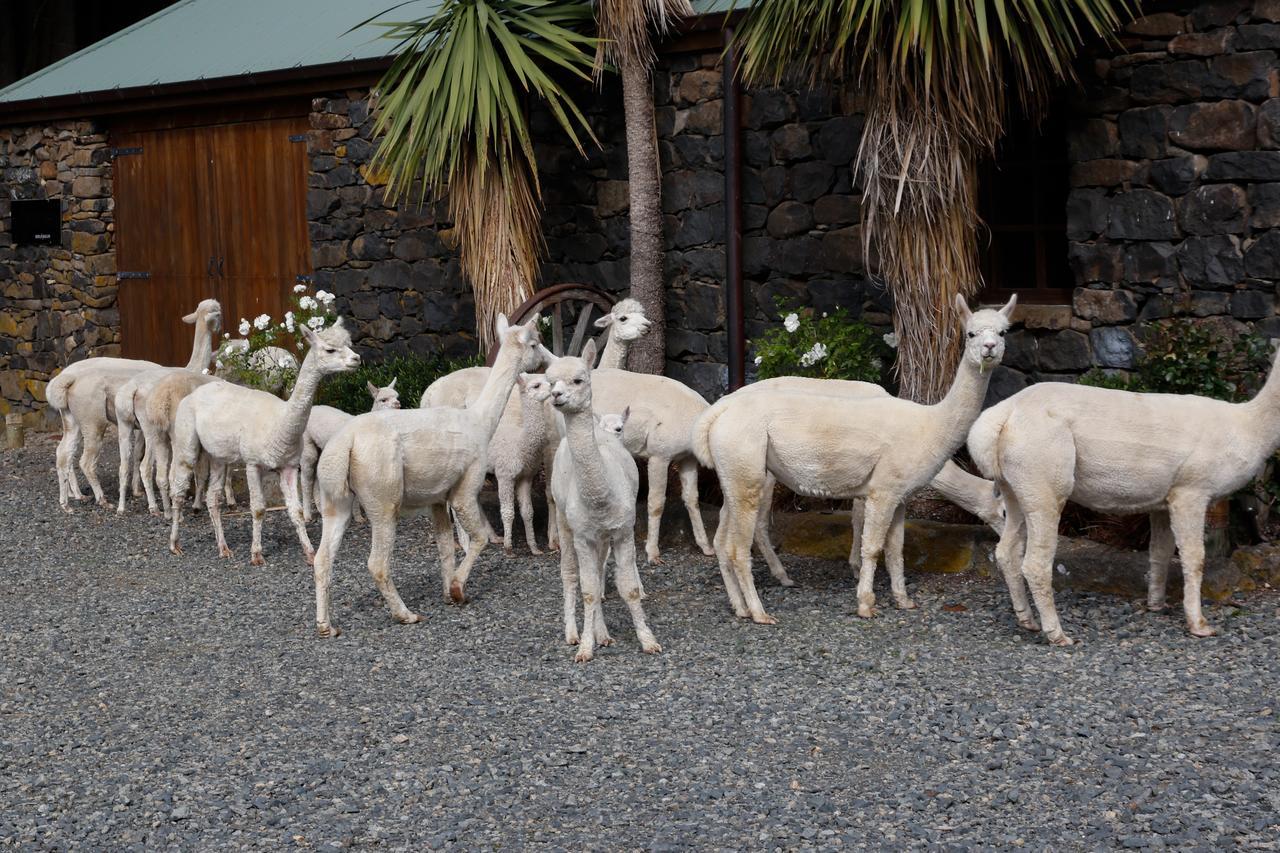 Alpaca Farmstay Dunedin Eksteriør bilde